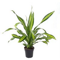 Kategorie <b>Produkt ohne Kategoriezuordnung </b> - Dracaena Charley kopstek