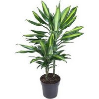 Kategorie <b>Produkt ohne Kategoriezuordnung </b> - Dracaena Cintho 30-10