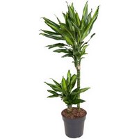 Kategorie <b>Produkt ohne Kategoriezuordnung </b> - Dracaena Cintho 45-15