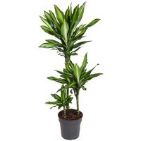 Kategorie <b>Produkt ohne Kategoriezuordnung </b> - Dracaena Cintho 60-30-15