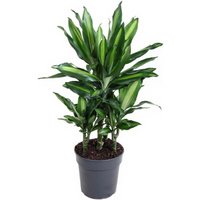 Kategorie <b>Produkt ohne Kategoriezuordnung </b> - Dracaena Cintho 30-carrousel