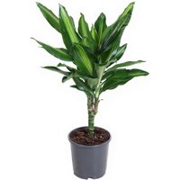Kategorie <b>Produkt ohne Kategoriezuordnung </b> - Dracaena Cintho Stamm 15cm P13
