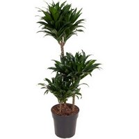 Kategorie <b>Produkt ohne Kategoriezuordnung </b> - Dracaena Compacta 60-30-15