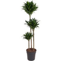 Kategorie <b>Produkt ohne Kategoriezuordnung </b> - Dracaena Compacta 90-60-30