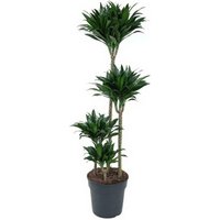 Kategorie <b>Produkt ohne Kategoriezuordnung </b> - Dracaena Compacta 90-60-30-15
