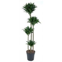 Kategorie <b>Produkt ohne Kategoriezuordnung </b> - Dracaena Compacta 120-90-60-30