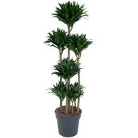 Kategorie <b>Produkt ohne Kategoriezuordnung </b> - Dracaena Compacta 120-carrousel