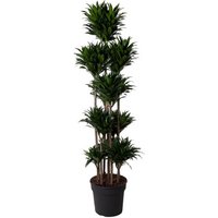 Kategorie <b>Produkt ohne Kategoriezuordnung </b> - Dracaena Compacta 150-carrousel