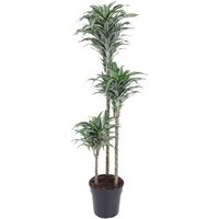 Kategorie <b>Produkt ohne Kategoriezuordnung </b> - Dracaena Compacta Variegata 90-60-30
