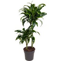 Kategorie <b>Produkt ohne Kategoriezuordnung </b> - Dracaena Dorado 45-15