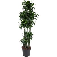 Kategorie <b>Produkt ohne Kategoriezuordnung </b> - Dracaena Dorado 150-carrousel