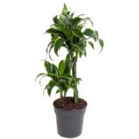 Kategorie <b>Produkt ohne Kategoriezuordnung </b> - Dracaena Dorado 30-10
