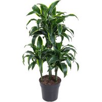 Kategorie <b>Produkt ohne Kategoriezuordnung </b> - Dracaena Dorado 45-carrousel