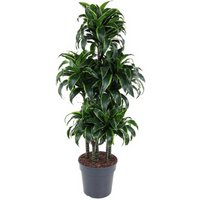 Kategorie <b>Produkt ohne Kategoriezuordnung </b> - Dracaena Dorado 90-carrousel
