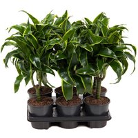 Kategorie <b>Produkt ohne Kategoriezuordnung </b> - Dracaena Dorado Stamm 15cm P13