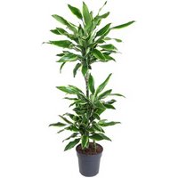 Kategorie <b>Produkt ohne Kategoriezuordnung </b> - Dracaena Gold Coast 60-30-15