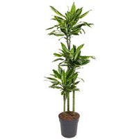 Kategorie <b>Produkt ohne Kategoriezuordnung </b> - Dracaena Gold Coast 90-60-30
