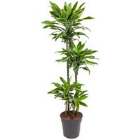 Kategorie <b>Produkt ohne Kategoriezuordnung </b> - Dracaena Gold Coast 90-60-30-15