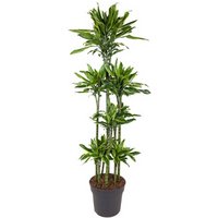 Kategorie <b>Produkt ohne Kategoriezuordnung </b> - Dracaena Gold Coast 120-carrousel