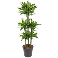 Kategorie <b>Produkt ohne Kategoriezuordnung </b> - Dracaena Gold Coast 90-carrousel