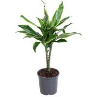 Kategorie <b>Produkt ohne Kategoriezuordnung </b> - Dracaena Gold Coast Stamm 15cm P13