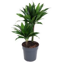 Kategorie <b>Produkt ohne Kategoriezuordnung </b> - Dracaena Green Jewel 30-10