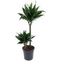 Kategorie <b>Produkt ohne Kategoriezuordnung </b> - Dracaena Green Jewel 45-15