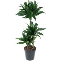 Kategorie <b>Produkt ohne Kategoriezuordnung </b> - Dracaena Green Jewel 60-30-15