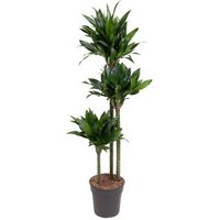 Kategorie <b>Produkt ohne Kategoriezuordnung </b> - Dracaena Green Jewel 90-60-30