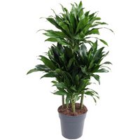 Kategorie <b>Produkt ohne Kategoriezuordnung </b> - Dracaena Green Jewel 60-carrousel