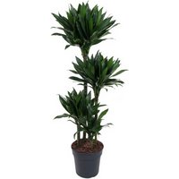 Kategorie <b>Produkt ohne Kategoriezuordnung </b> - Dracaena Green Jewel 90-60-30-15
