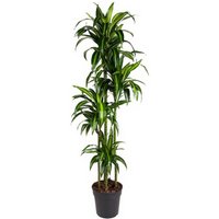 Kategorie <b>Produkt ohne Kategoriezuordnung </b> - Dracaena Hawaiian Sunshine 120-90-60-30
