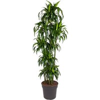 Kategorie <b>Produkt ohne Kategoriezuordnung </b> - Dracaena Hawaiian Sunshine 150-carrousel