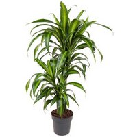 Kategorie <b>Produkt ohne Kategoriezuordnung </b> - Dracaena Hawaiian Sunshine 45-15