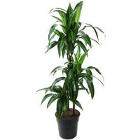 Kategorie <b>Produkt ohne Kategoriezuordnung </b> - Dracaena Hawaiian Sunshine 60-30-15