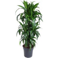 Kategorie <b>Produkt ohne Kategoriezuordnung </b> - Dracaena Hawaiian Sunshine 60-carrousel