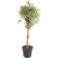 Kategorie <b>Produkt ohne Kategoriezuordnung </b> - Dracaena India stam
