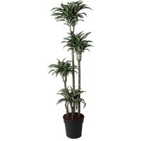 Kategorie <b>Produkt ohne Kategoriezuordnung </b> - Dracaena Jade Jewel 120-90-60-30