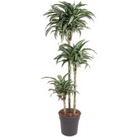 Kategorie <b>Produkt ohne Kategoriezuordnung </b> - Dracaena Jade Jewel 90-60-30