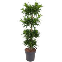 Kategorie <b>Produkt ohne Kategoriezuordnung </b> - Dracaena Jamaica carrousel