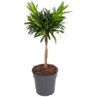 Kategorie <b>Produkt ohne Kategoriezuordnung </b> - Dracaena Jamaica gevlochten stam