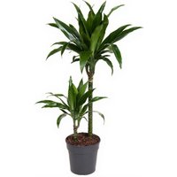 Kategorie <b>Produkt ohne Kategoriezuordnung </b> - Dracaena Janet Craig 45-15