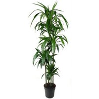 Kategorie <b>Produkt ohne Kategoriezuordnung </b> - Dracaena Janet Craig 120-90-60-30