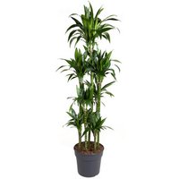Kategorie <b>Produkt ohne Kategoriezuordnung </b> - Dracaena Janet Craig 120-carrousel