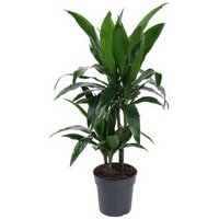 Kategorie <b>Produkt ohne Kategoriezuordnung </b> - Dracaena Janet Craig 30-10