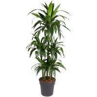Kategorie <b>Produkt ohne Kategoriezuordnung </b> - Dracaena Janet Craig 90-carrousel