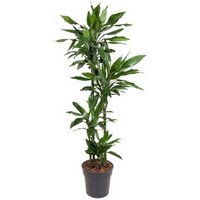 Kategorie <b>Produkt ohne Kategoriezuordnung </b> - Dracaena Janet Lind 90-60-30-15
