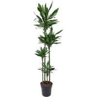 Kategorie <b>Produkt ohne Kategoriezuordnung </b> - Dracaena Janet Lind 120-90-60-30