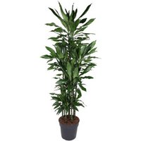 Kategorie <b>Produkt ohne Kategoriezuordnung </b> - Dracaena Janet Lind 120-carrousel
