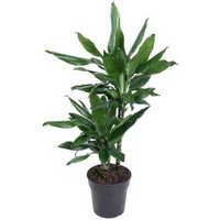 Kategorie <b>Produkt ohne Kategoriezuordnung </b> - Dracaena Janet Lind 30-10